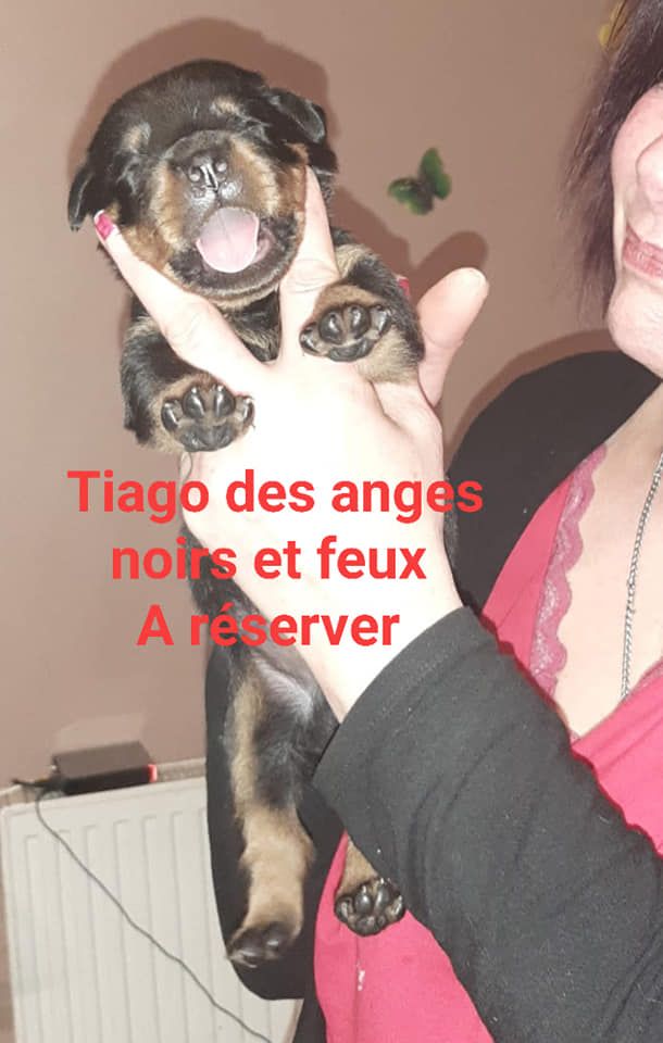 De L'anges Noirs Et De Feux - Chiot disponible  - Rottweiler