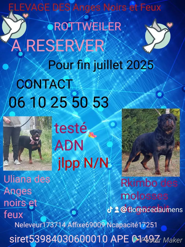 Ulana des anges noirs et feux et Rkimbo des molosses de garabit 