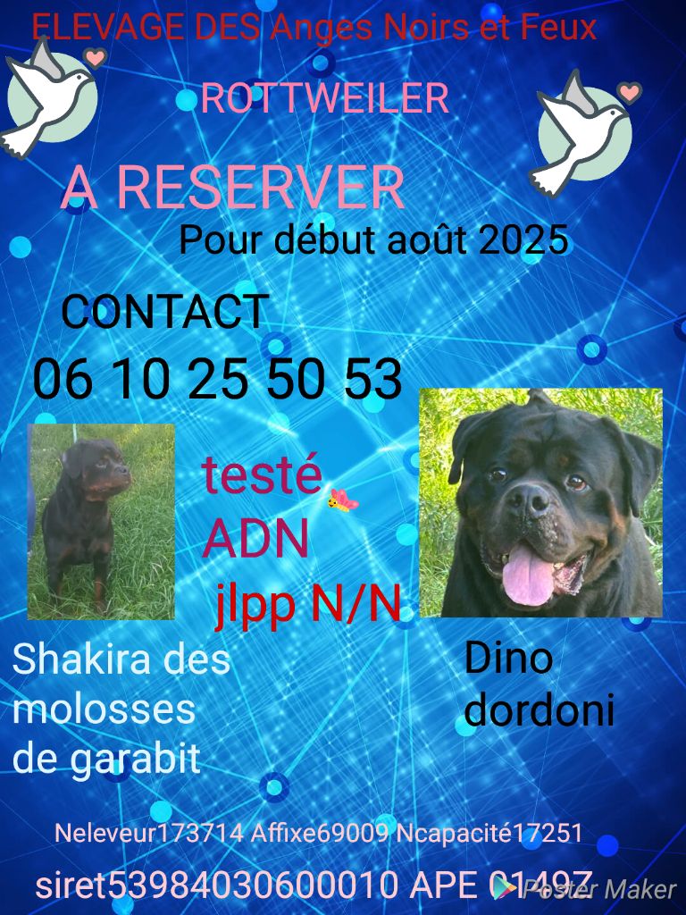 A RESERVER CHIOTS ROTTWEILER POUR DEBUT OCTOBRE 