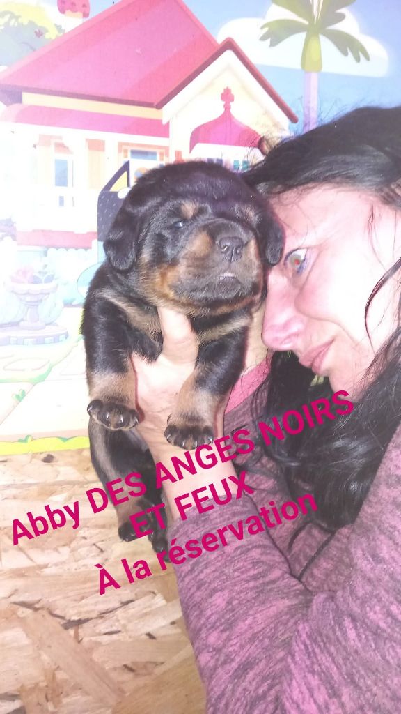 Des anges noirs et feux - Chiots disponibles - Rottweiler