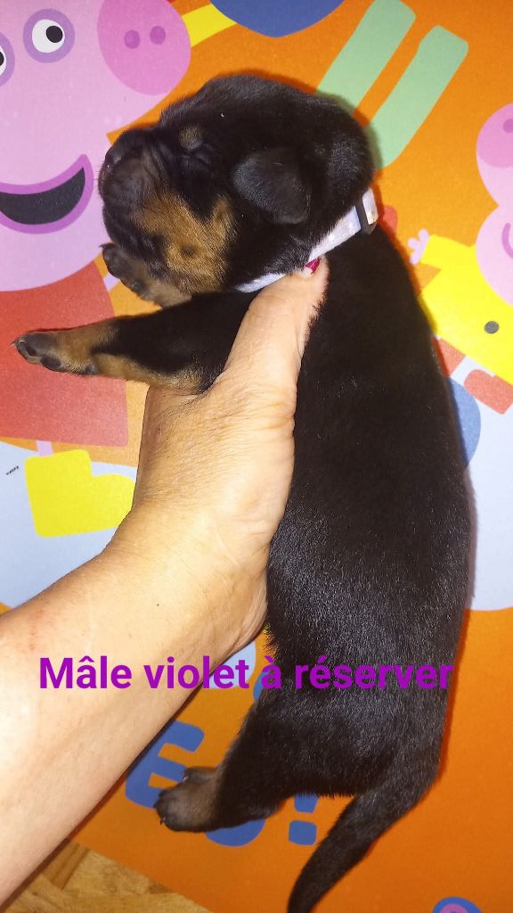 Des anges noirs et feux - Chiots disponibles - Rottweiler