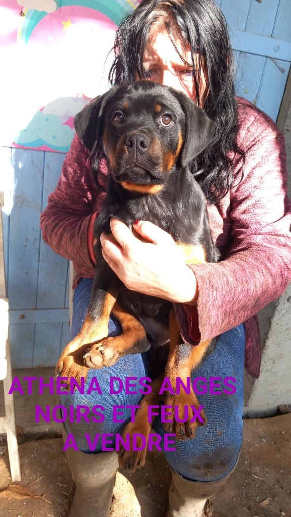 Des anges noirs et feux - Chiots disponibles - Rottweiler