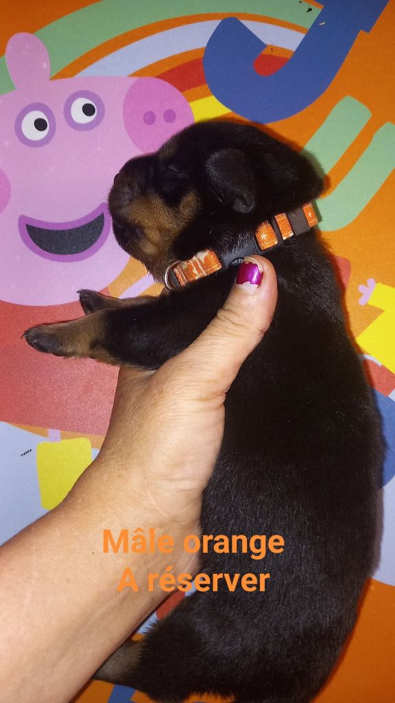 Des anges noirs et feux - Chiots disponibles - Rottweiler
