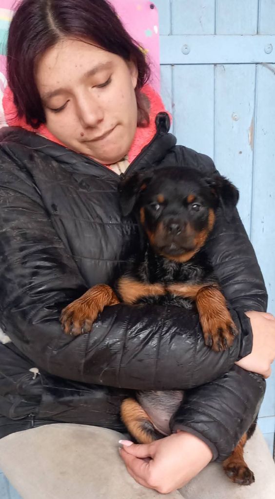 Des anges noirs et feux - Chiots disponibles - Rottweiler