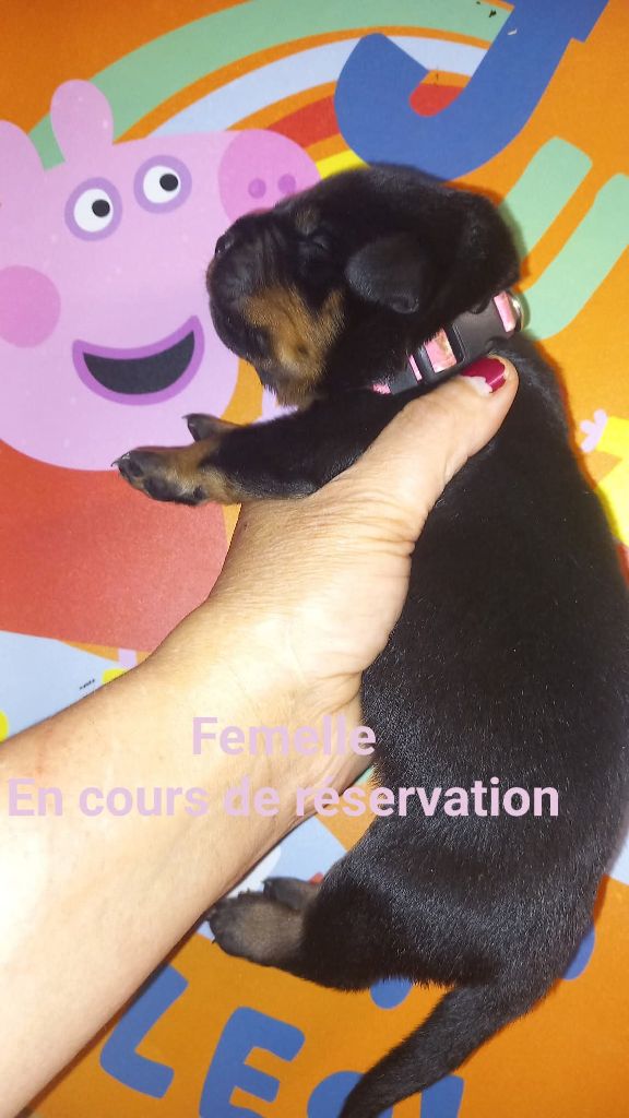 Des anges noirs et feux - Chiots disponibles - Rottweiler