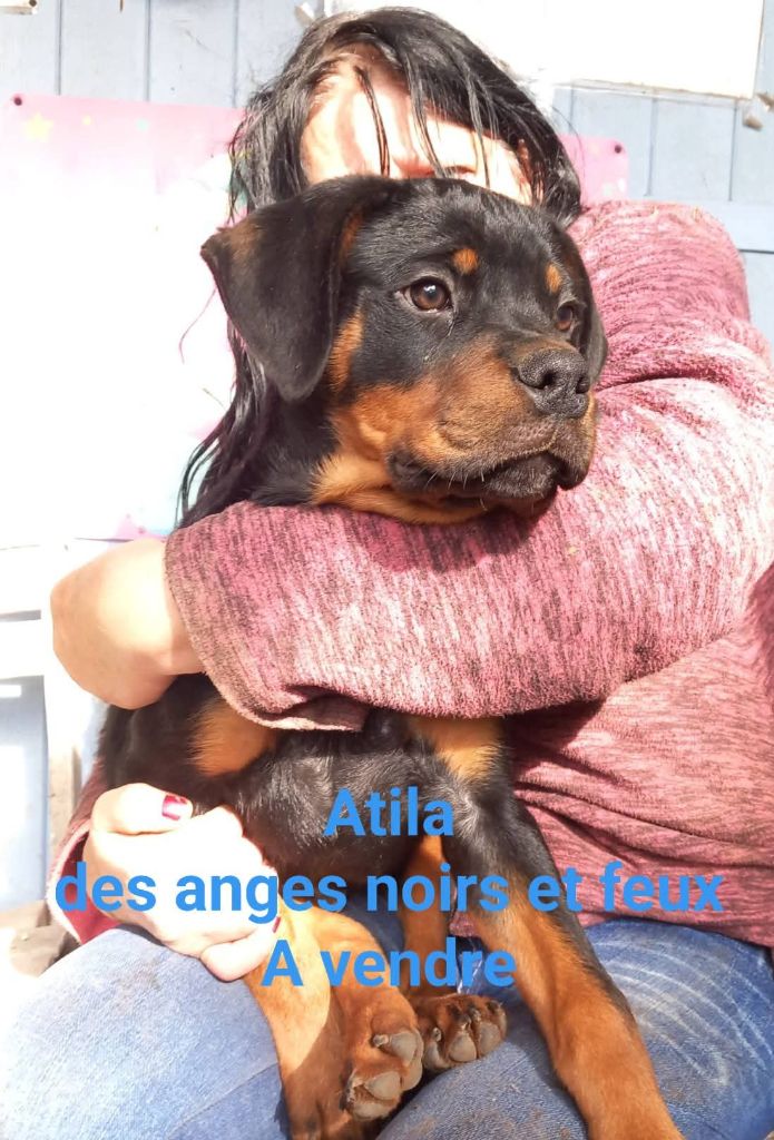 Des anges noirs et feux - Chiots disponibles - Rottweiler