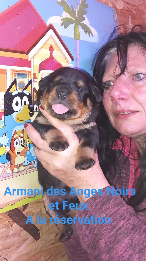 Des anges noirs et feux - Chiots disponibles - Rottweiler