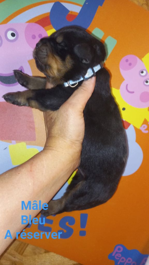 Des anges noirs et feux - Chiots disponibles - Rottweiler
