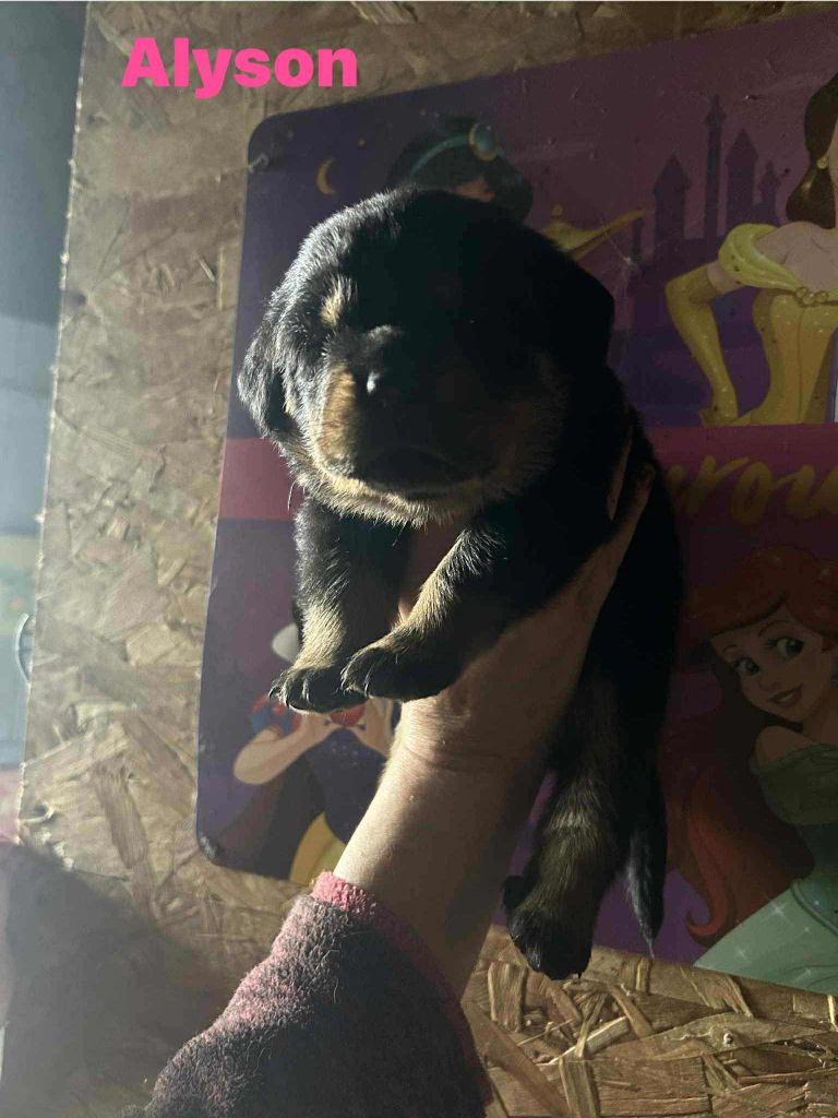 Des anges noirs et feux - Chiots disponibles - Rottweiler