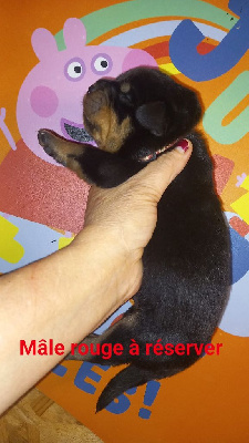 CHIOT