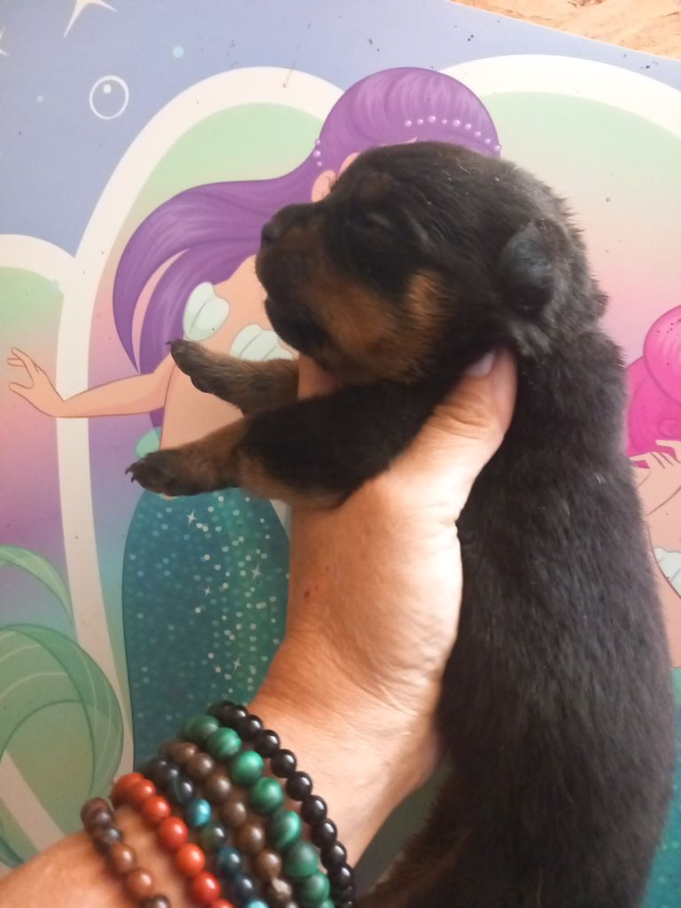 Des anges noirs et feux - Chiots disponibles - Rottweiler